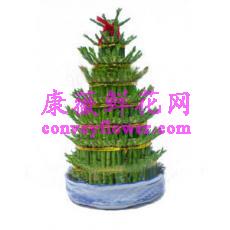 富贵竹