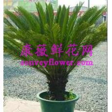 铁树