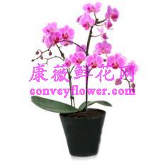 蝴蝶兰